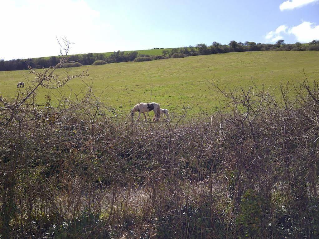 Freshwater Bay Holiday Cottages بيمبروك المظهر الخارجي الصورة
